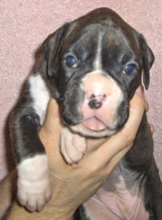 3 weeks old