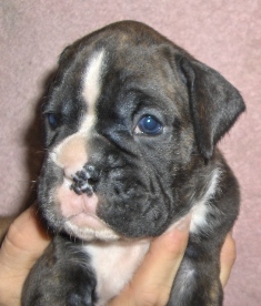 3 weeks old