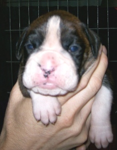 2 weeks old!! Double dark haws.