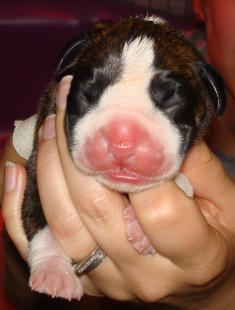 1 day old
