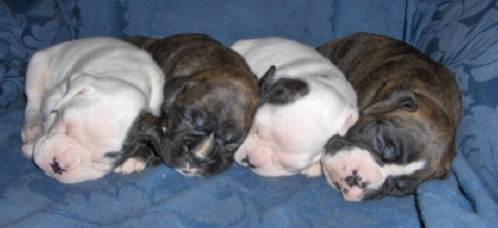 the whole gang taking time for a nap!
