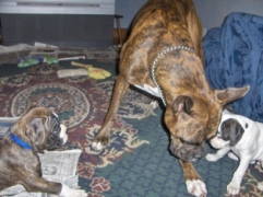 Cuda and CoCo vs Anubis