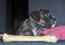 Chloe guarding her toys