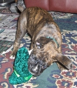 Chloe playing with her squeeky toy