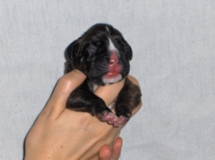 plain girl 1 day old