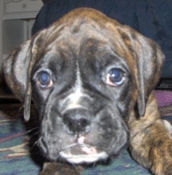 Chloe checking out the camera
