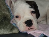 CoCo's first week at her new home, she looks tired!