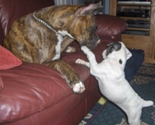 CoCo trying to get Anubis off the couch