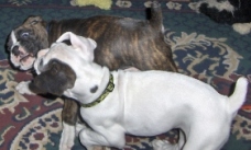 Cuda and CoCo playing
