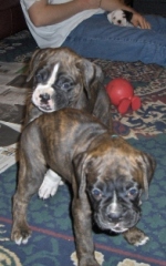 Cuda about to pounce on Chloe, with CoCo watching in the background on Jerry's lap!