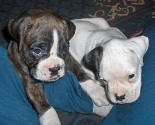 Cuda and Luna slowing down after a hard play