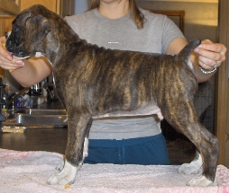 Cuda 8 weeks