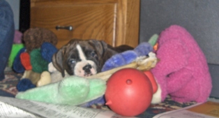 Cuda hiding in a pile of toys