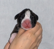 flashy boy 1 day old