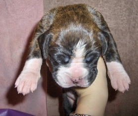 flashy boy day 9