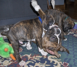 Cuda and Chloe gang up on Hera