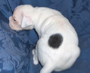 Luna day 20, showing off her spot!