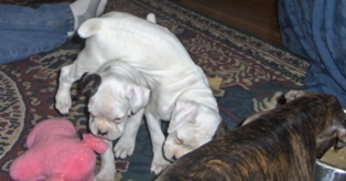 CoCo and Luna fighting for a toy