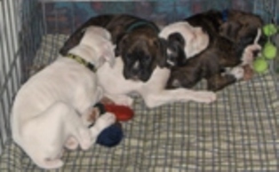 the whole gang sleeping