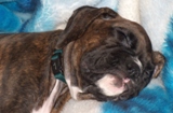 Chloe fast asleep at her new owners house