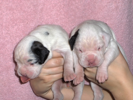 CoCo and Luna day 7