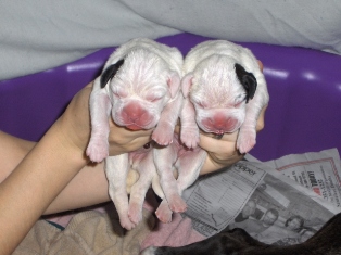 CoCo and Luna 1 day old