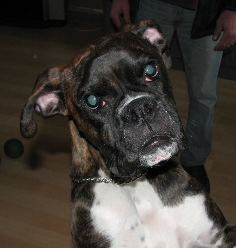 Ali (was Phoebe) 1 year old 