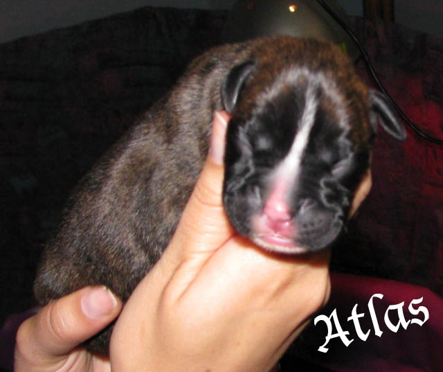Atlas, brindle boy