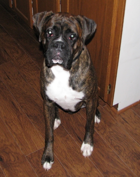 Atlas, 1 year old