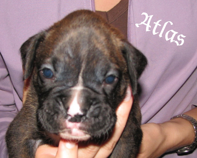 Atlas, brindle boy