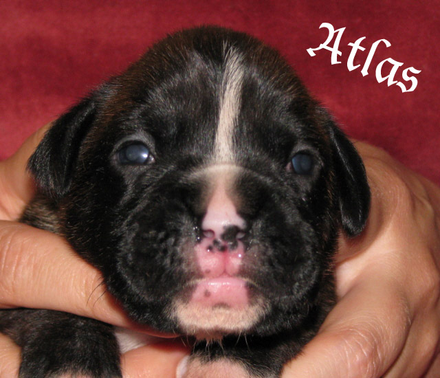 Atlas, brindle boy