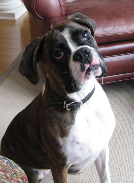 Bentley (was Pandora) 1 year old