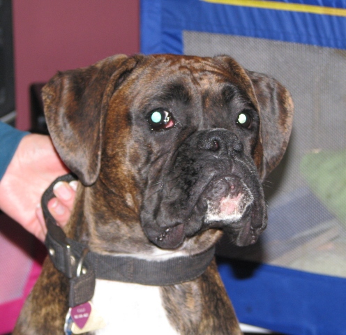 Cali (was Calypso) 1 year old 
