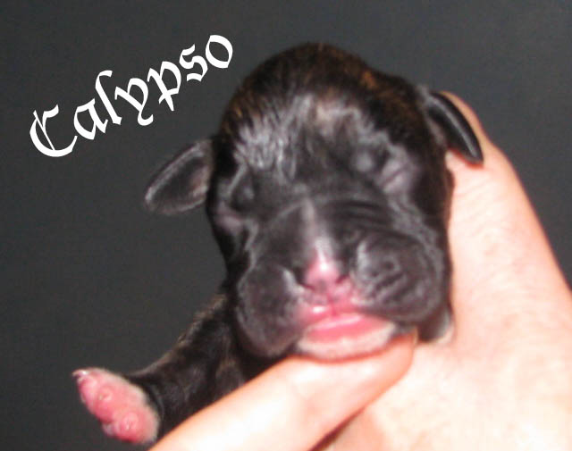 Calypso, brindle girl