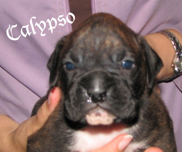 Calypso, brindle girl