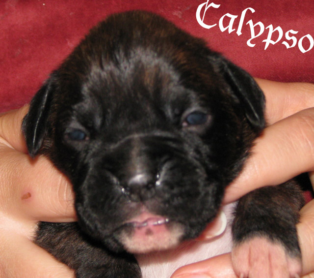 Calypso, brindle girl