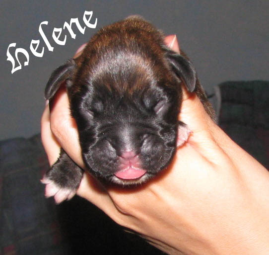 Helene, brindle girl