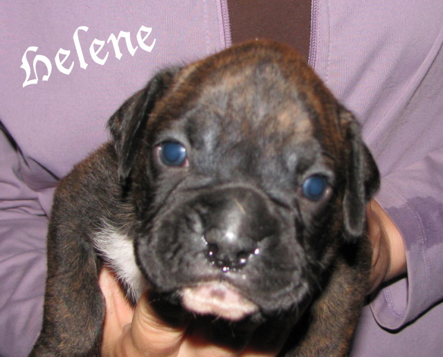 Helene, brindle girl