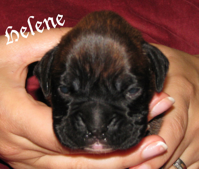Helene, brindle girl