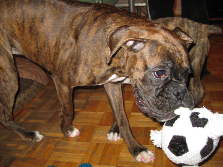 Lola 1 yr, used to be Helene