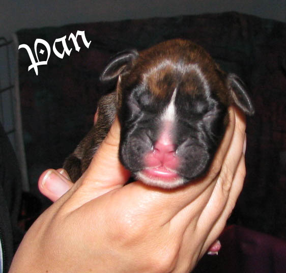 Pan, brindle boy
