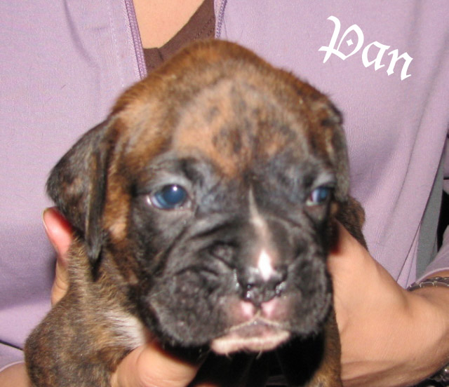 Pan, brindle boy