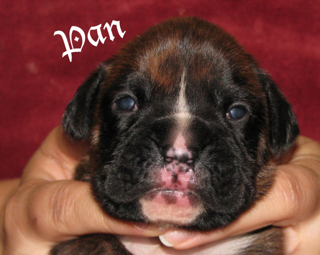 Pan, brindle boy
