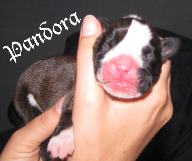 Pandora, brindle girl