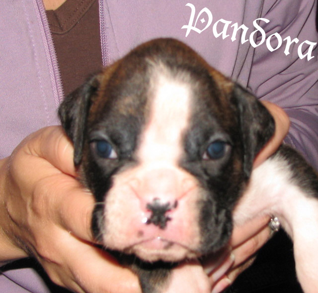 Pandora, brindle girl