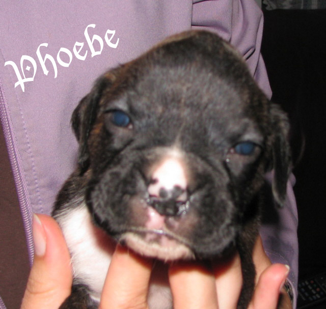 Phoebe brindle girl