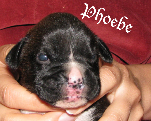 Phoebe brindle girl