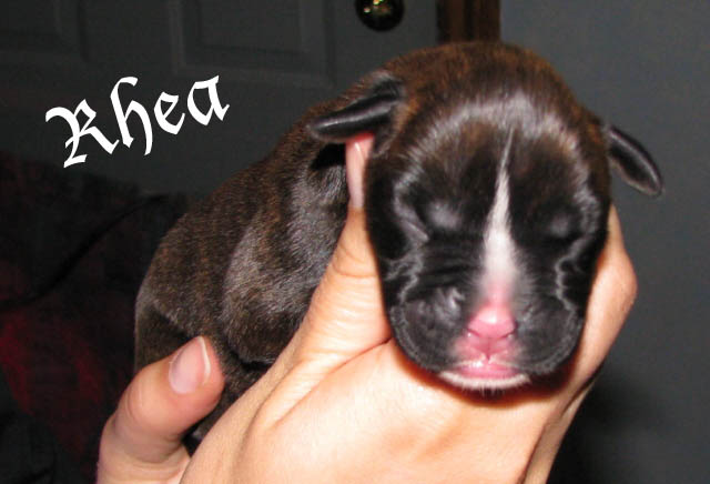 Rhea, brindle girl