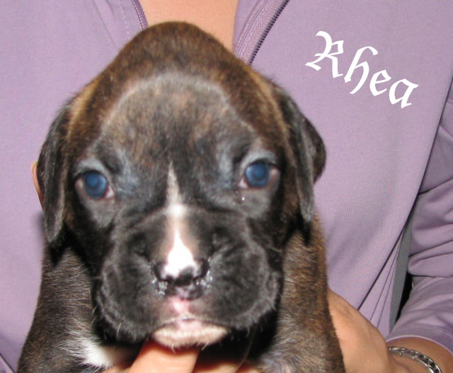 Rhea, brindle girl