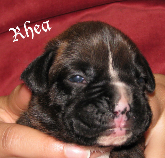 Rhea, brindle girl